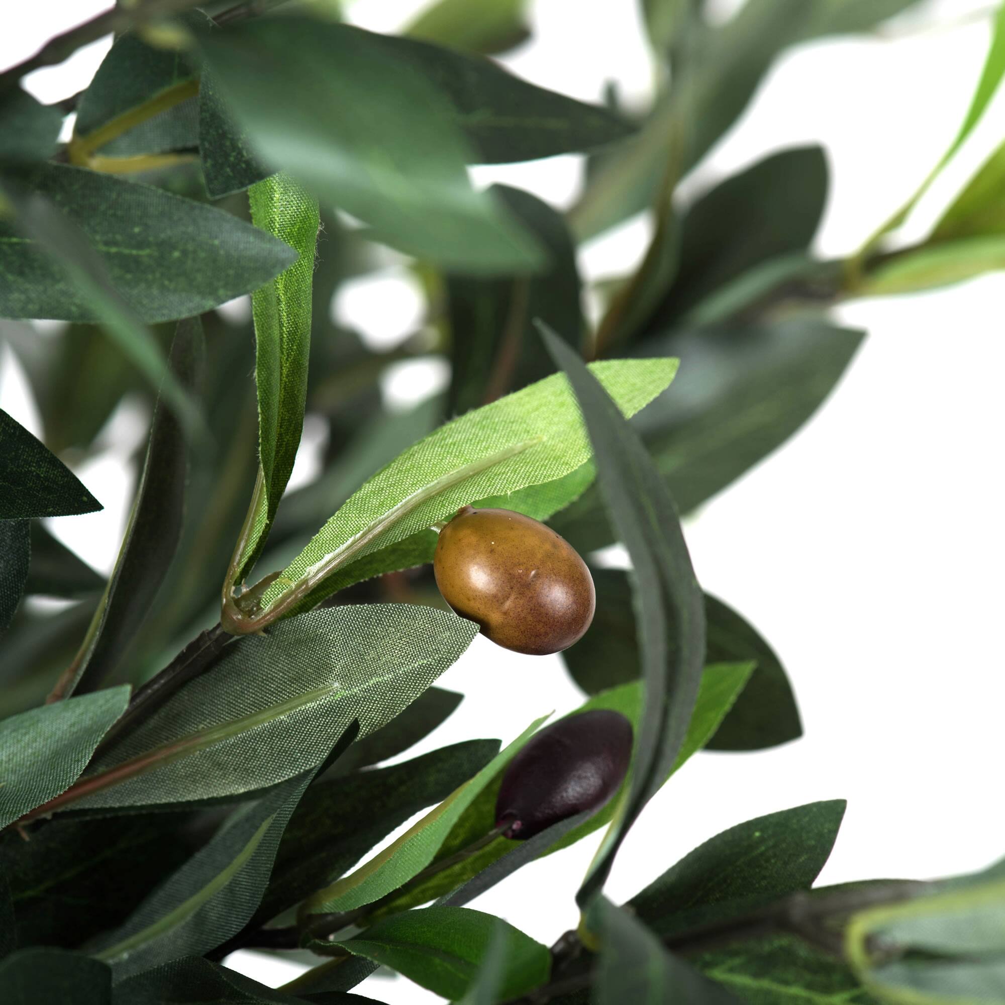 4ft. Potted Olive Tree